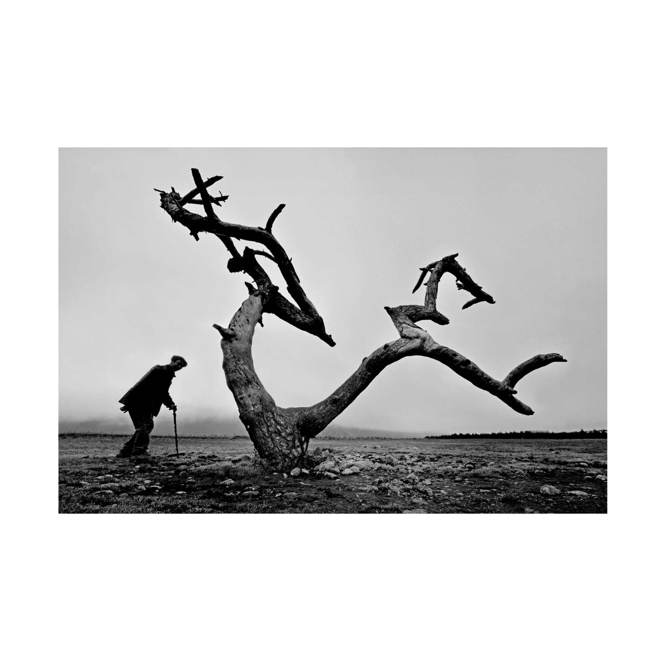 Canvas Wall Art - Wei Tang 'Old Man And Tree' Wall Art for Living Room, Bedroom, or Office D?cor by Trademark Fine Art - 47 x 30 Inches