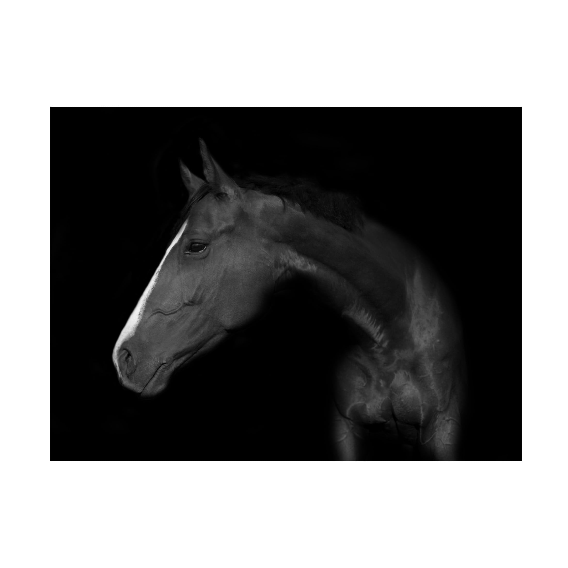 Canvas Wall Art - Wieteke de Kogel 'My Horse' Wall Art for Living Room, Bedroom, or Office D?cor by Trademark Fine Art - 32 x 24 Inches