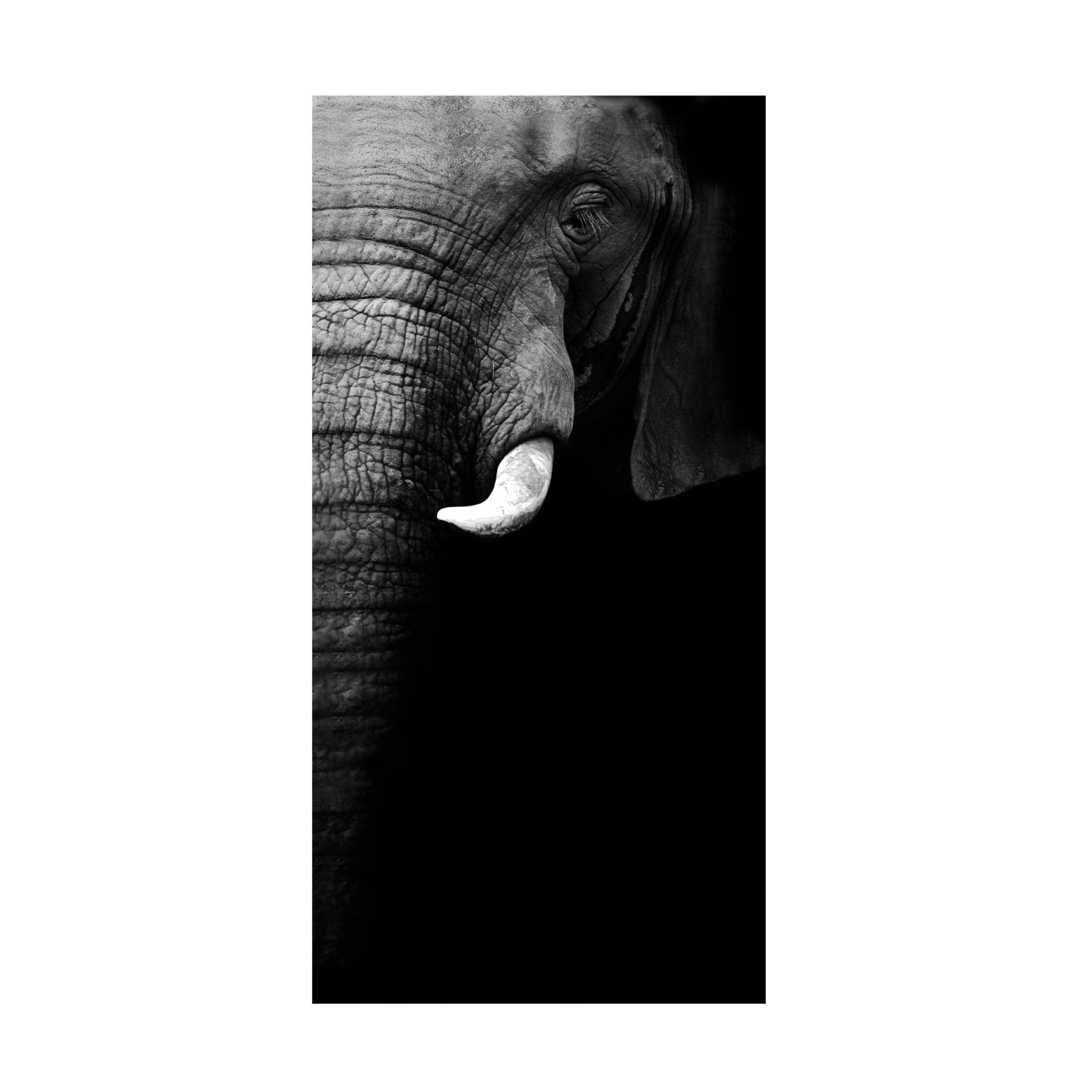 Canvas Wall Art - WildPhotoArt  'Elephant Portrait' Wall Art for Living Room, Bedroom, or Office Décor by Trademark Fine Art - 12 x 24 Inches