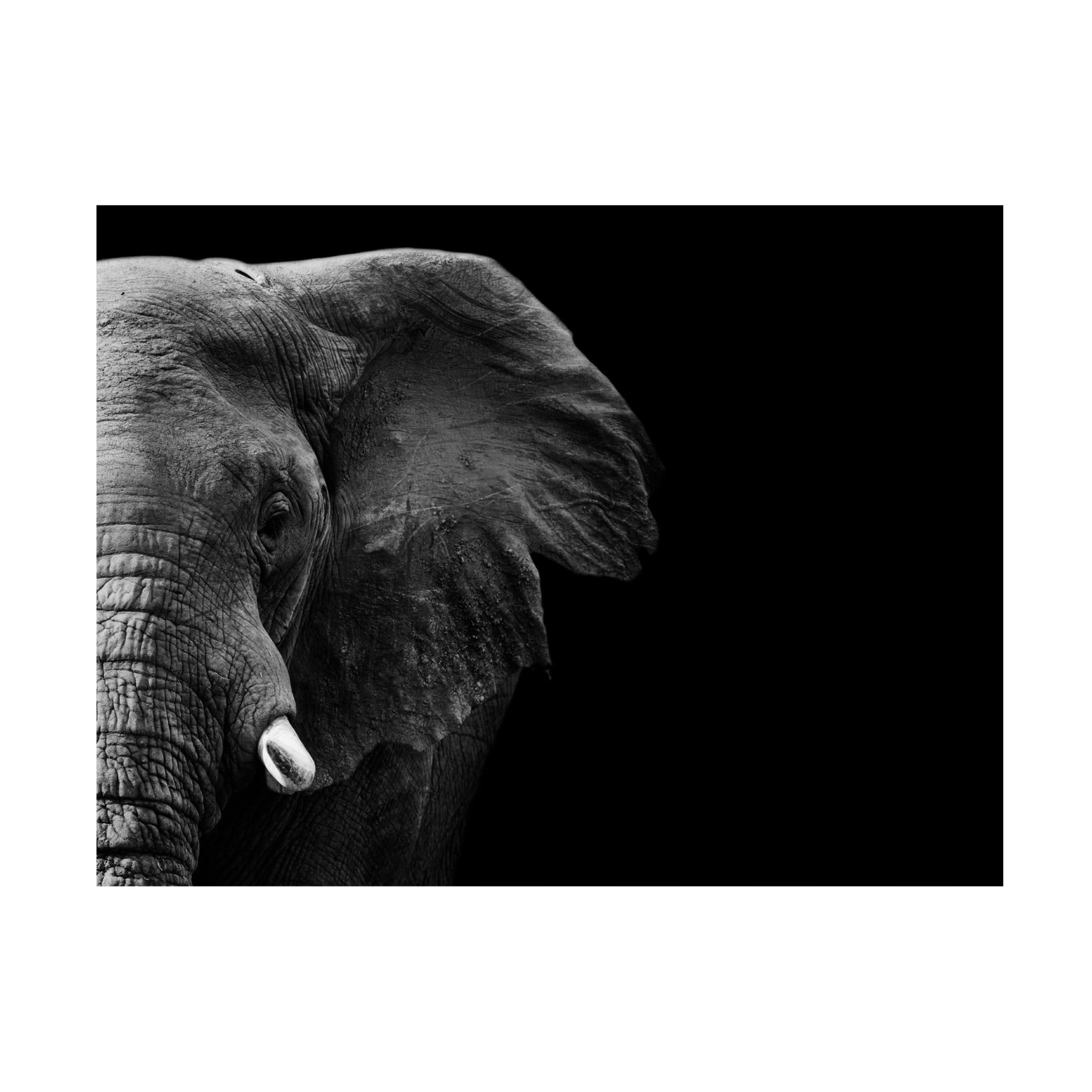 Canvas Wall Art - WildPhotoArt  'Elephant' Wall Art for Living Room, Bedroom, or Office Décor by Trademark Fine Art - 19 x 14 Inches