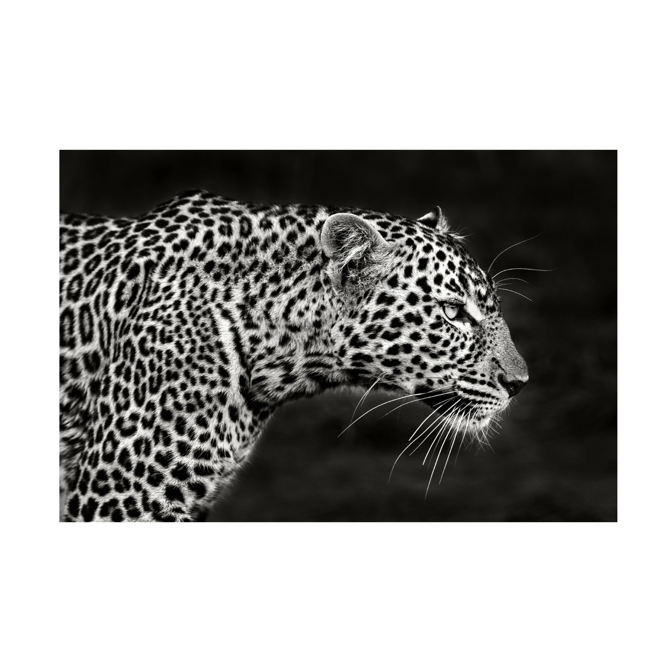 Canvas Wall Art - Xavier Ortega 'Leopard Close Up' Wall Art for Living Room, Bedroom, or Office Décor by Trademark Fine Art - 47 x 30 Inches