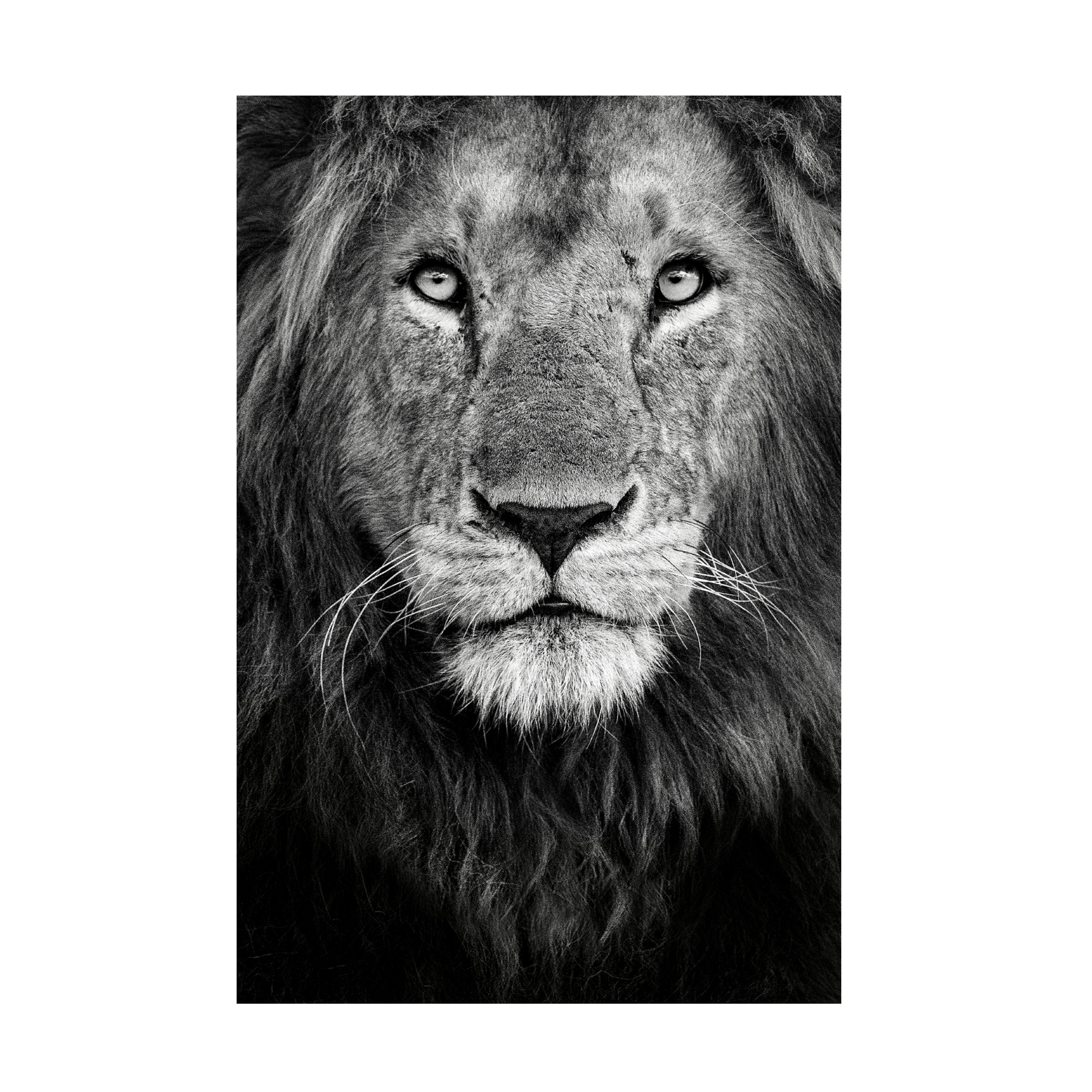 Canvas Wall Art - Xavier Ortega 'Royal Portrait' Wall Art for Living Room, Bedroom, or Office DÃ©cor by Trademark Fine Art - 30 x 47 Inches