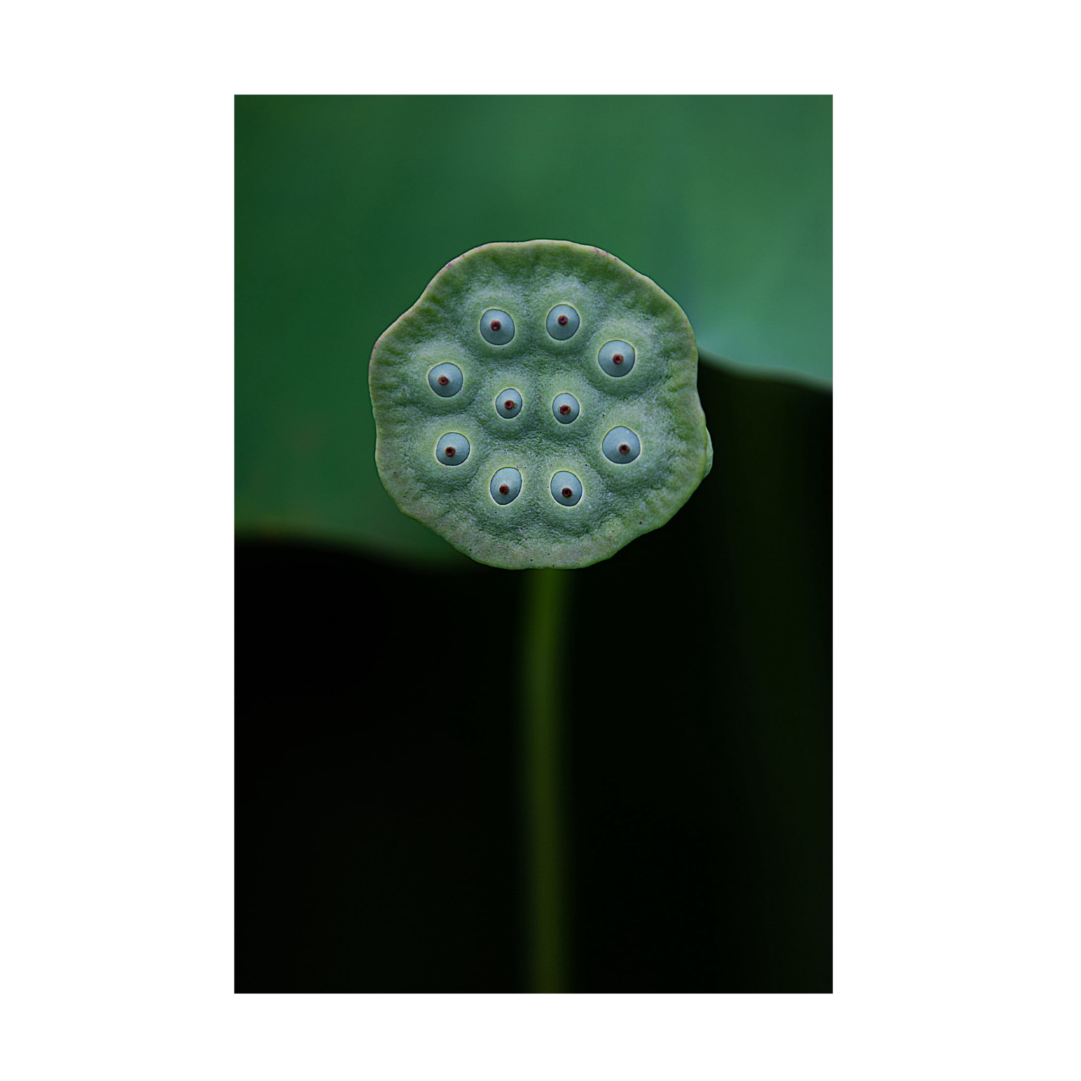 Canvas Wall Art - Yanny Liu 'A Lotus' Wall Art for Living Room, Bedroom, or Office Décor by Trademark Fine Art - 30 x 47 Inches