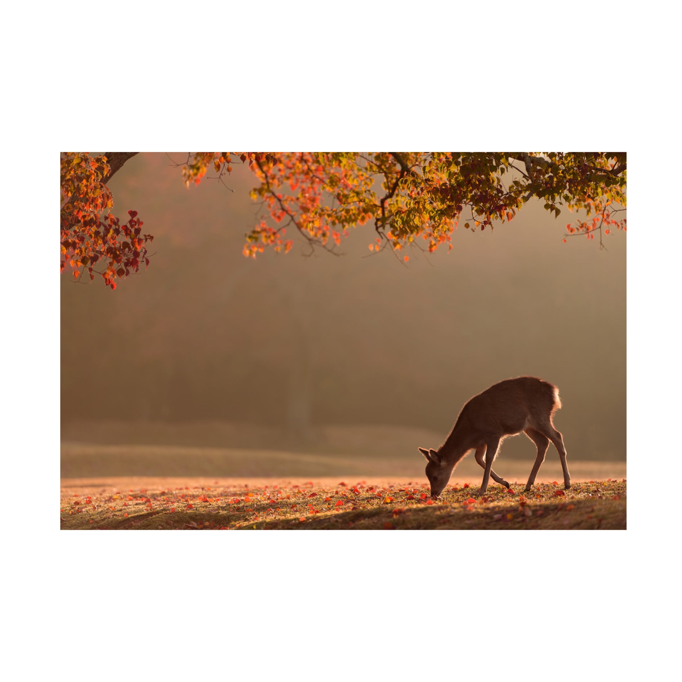 Canvas Wall Art - Yoshinori Matsui 'First Autumn' Wall Art for Living Room, Bedroom, or Office Décor by Trademark Fine Art - 24 x 16 Inches