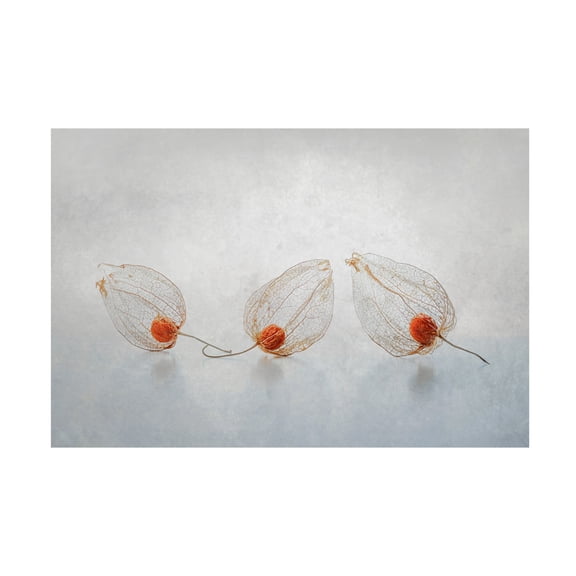 Canvas Wall Art - Ytje Veenstra 'Chinese Lantern' Wall Art for Living Room, Bedroom, or Office D?cor by Trademark Fine Art - 32 x 22 Inches