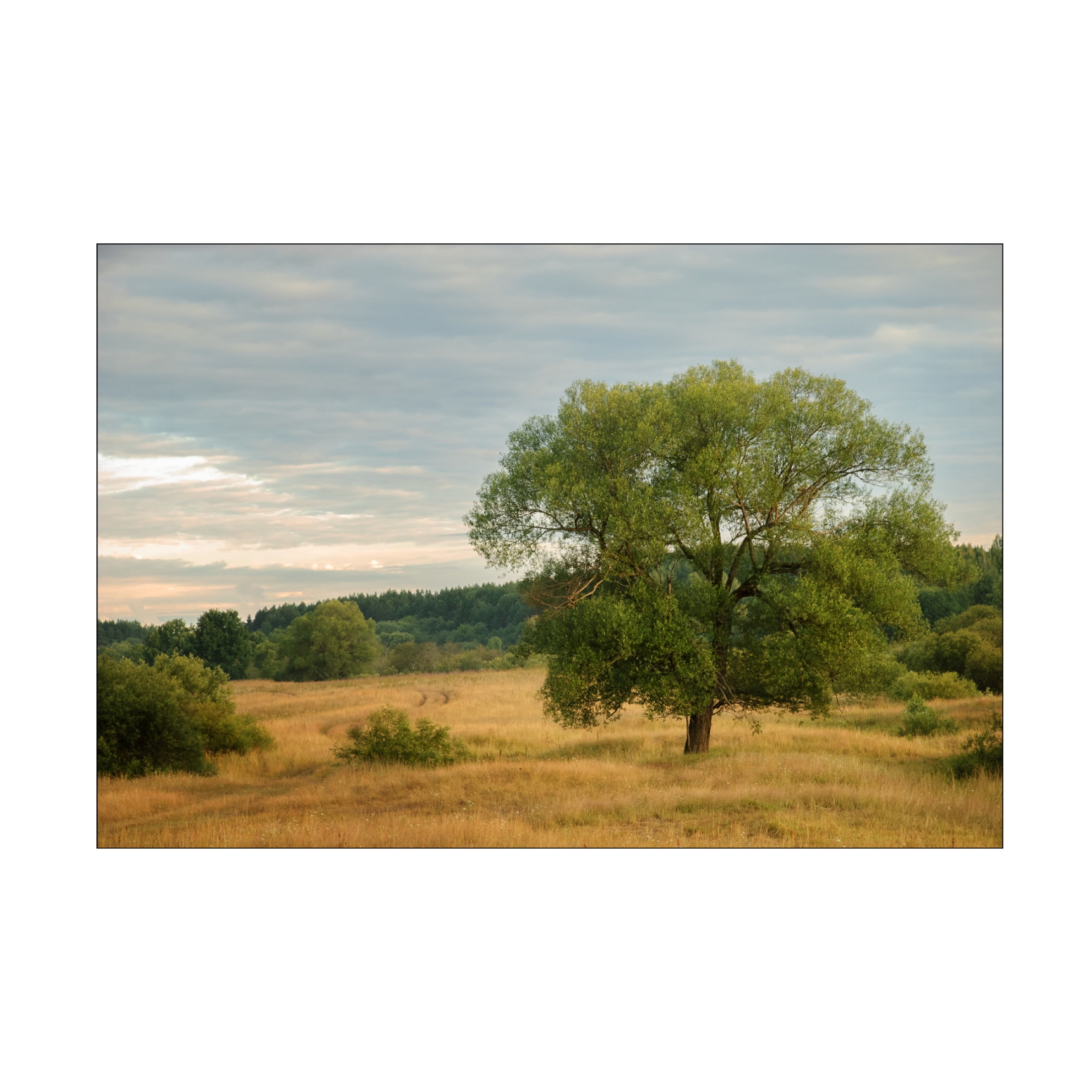 Canvas Wall Art - Yury A Melnikov 'A Summer Day In The Floodplain Of A Northern River' Wall Art for Living Room, Bedroom, or Office Décor by Trademark Fine Art - 19 x 12 Inches