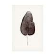 thumbnail image 1 of Canvas Wall Art - Yuyu Pont 'Tropical Leaf II' Wall Art for Living Room, Bedroom, or Office Décor by Trademark Fine Art - 30 x 47 Inches, 1 of 4