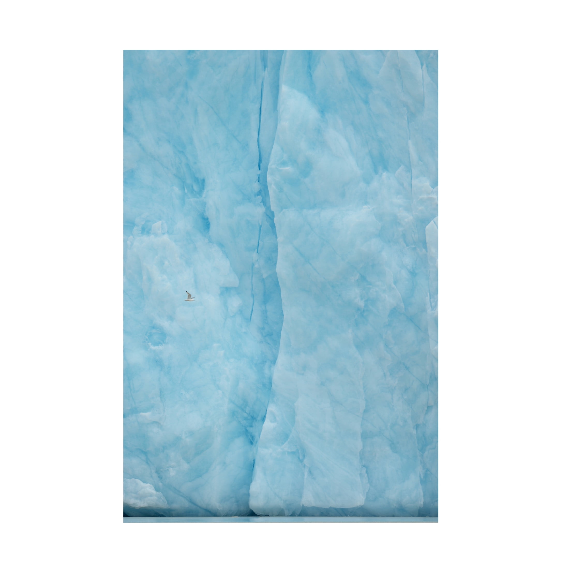 Canvas Wall Art - Yves Adams 'Kittiwake Flying Into The Blue' Wall Art for Living Room, Bedroom, or Office D?cor by Trademark Fine Art - 22 x 32 Inches