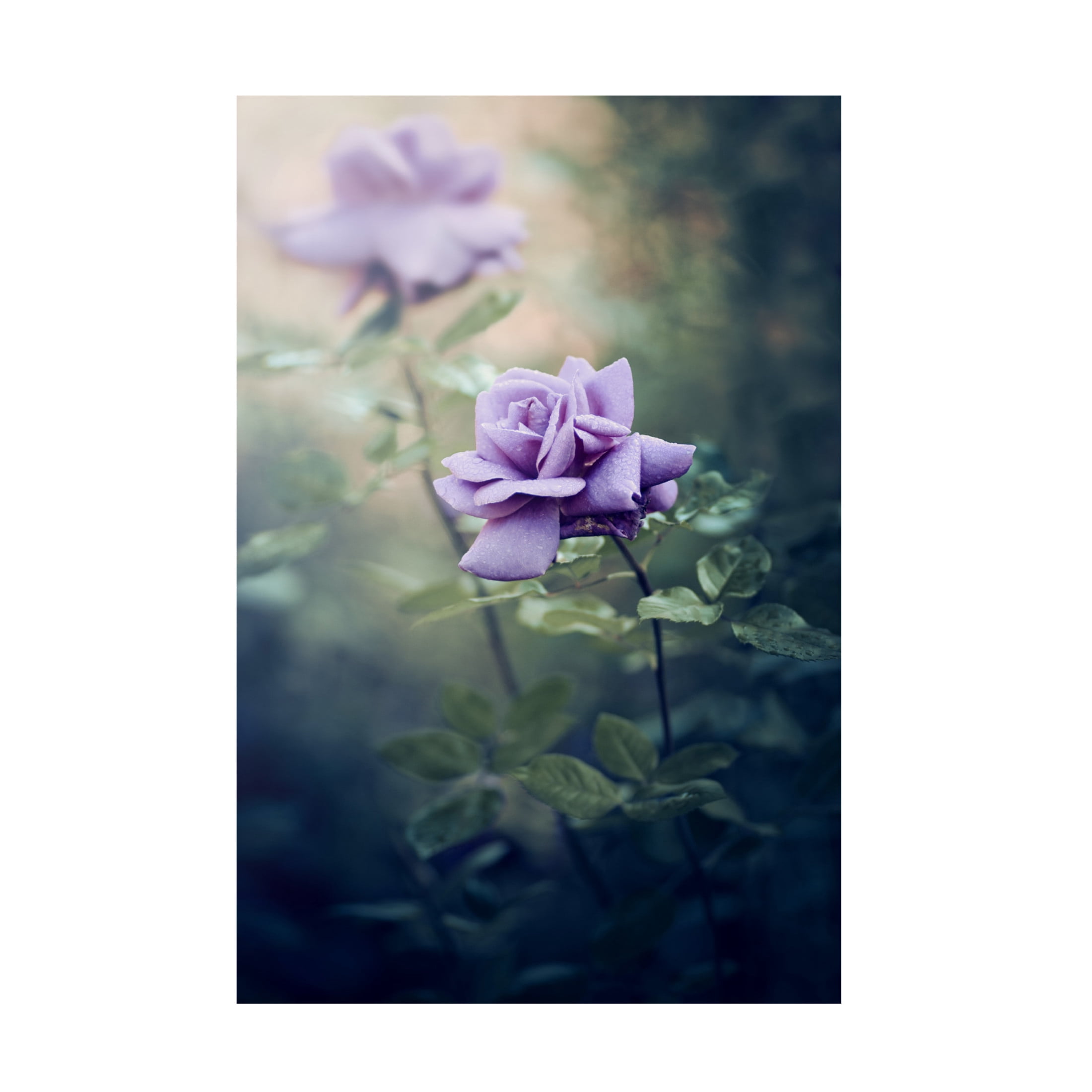 Canvas Wall Art - ajkabajka 'Retro Flowers' Wall Art for Living Room, Bedroom, or Office D?cor by Trademark Fine Art - 30 x 47 Inches