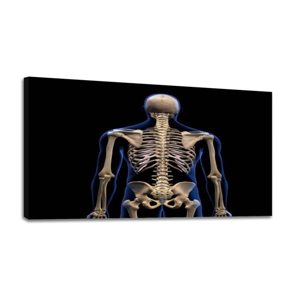 Canvas Wall Art human skeleton rear view human skeleton pictures royalty Wall Decor for Living Room Bathroom Bedroom Office Art Painting 24"x47" Unframed, Ready to Hang