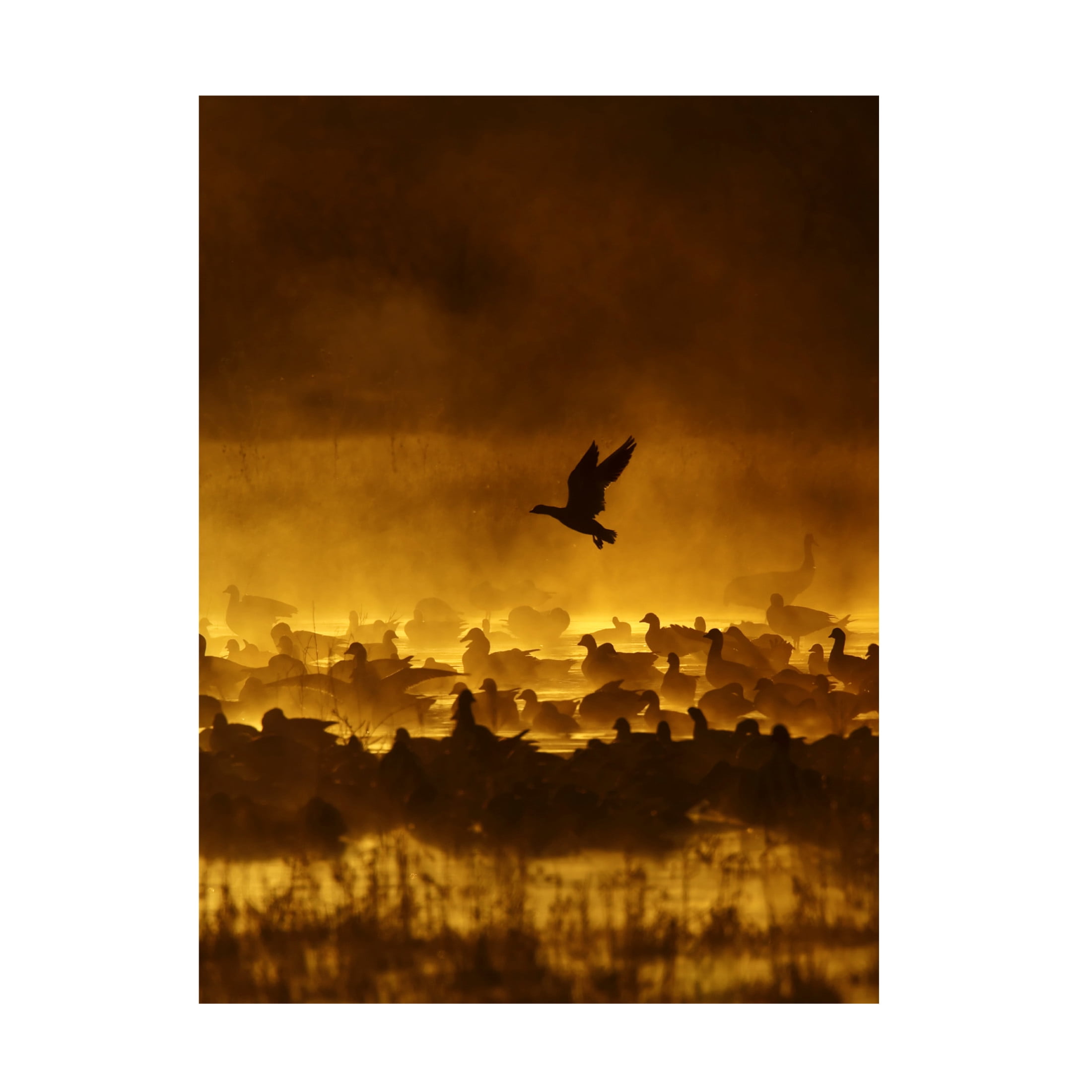 Canvas Wall Art - jay stanley Forns 'Fire In The Mist' Wall Art for Living Room, Bedroom, or Office D?cor by Trademark Fine Art - 14 x 19 Inches