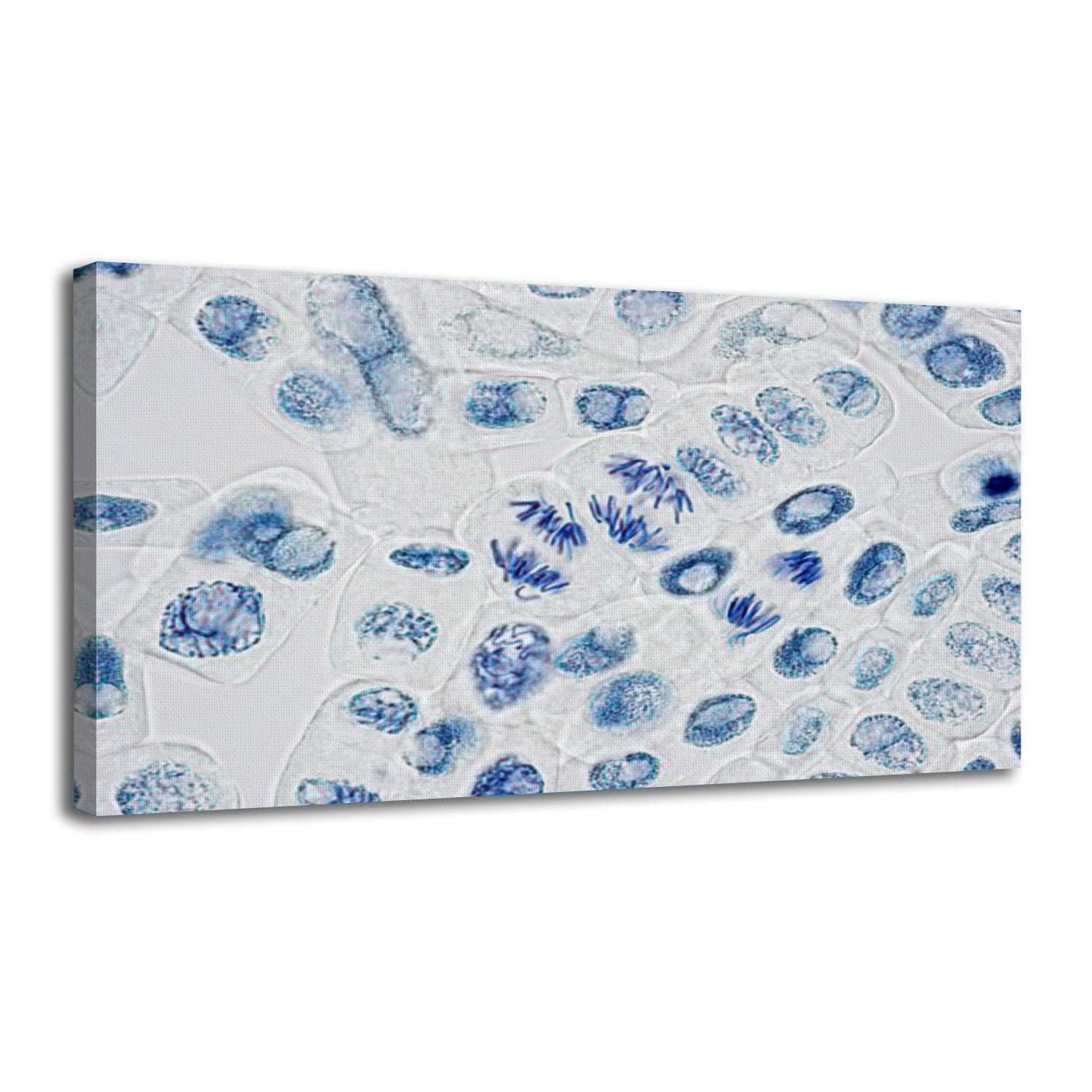 Canvas Wall Art microscope plant cells three nuclei anaphase cell Wall ...