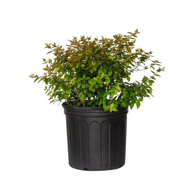 Canyon Creek Abelia (2.5 Gallon) SemiEvergreen Flowering Shrub Full
