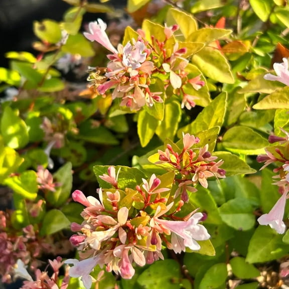 Canyon Creek Abelia - 3 Gallon Pot, Live Semi-Evergreen Shrub, Full/Part Sun, Outdoor