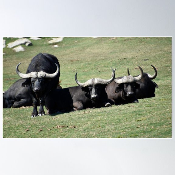 Cape Buffalo At The San Diego Safari Park Poster Wall Art, Modern Wall Decor For Living Room Bedroom, 8x12 UNFRAMED