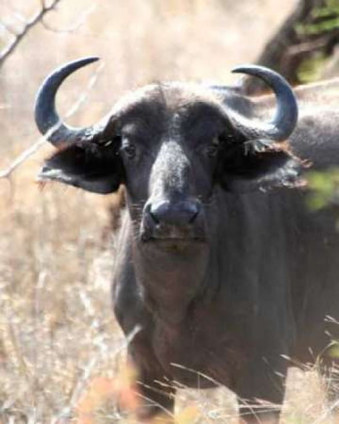 Cape Buffalo I Canvas Art - Dana Underdahl (20 x 24)