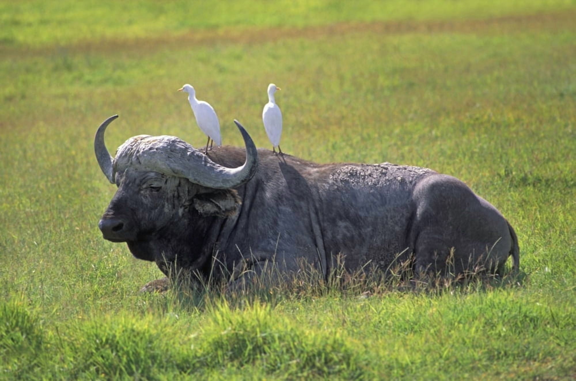 Cape Buffalo In Tanzania Canvas Art - John Pitcher Design Pics (17 x 11)