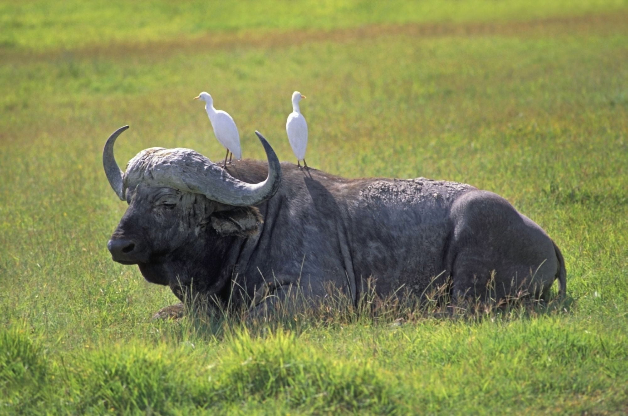 Cape Buffalo In Tanzania Canvas Art - John Pitcher Design Pics (34 x 22)