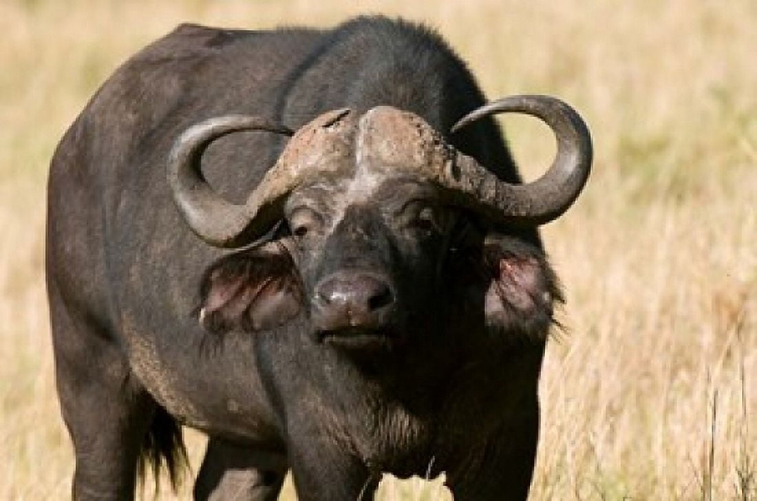 Cape Buffalo Masai Mara National Reserve Kenya Canvas Art - Sergio Pitamitz DanitaDelimont (24 x 15)