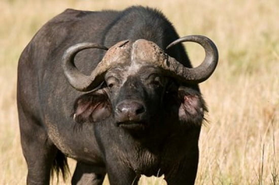 Cape Buffalo Masai Mara National Reserve Kenya Canvas Art - Sergio Pitamitz DanitaDelimont (35 x 23)