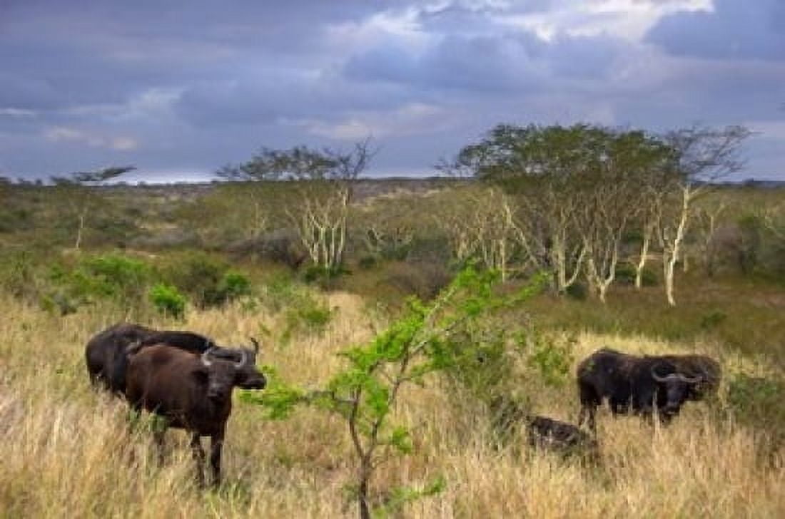 Cape Buffalo Zulu Nyala Game Reserve Hluhluwe Kwazulu Natal South Africa Canvas Art - Lisa S Engelbrecht DanitaDelimont (18 x 12)