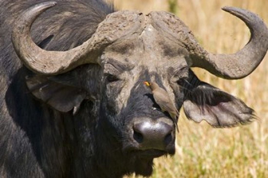 Cape Buffalo with a Yellow-Billed Oxpecker Kenya Canvas Art - Joe Restuccia III DanitaDelimont (19 x 12)