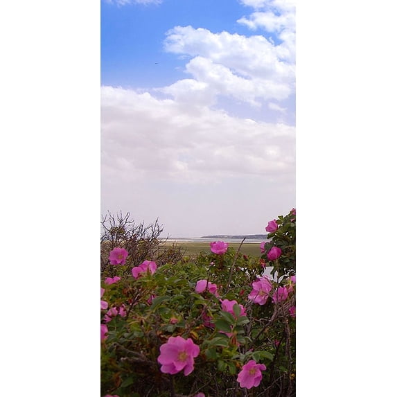 Cape Cod Salt Marsh Triptych Poster Print - GST (18 x 36) - Walmart.com