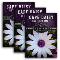 Cape Daisy Seeds - 3 Pack - Non-GMO Heirloom Full Sun Annual Flower