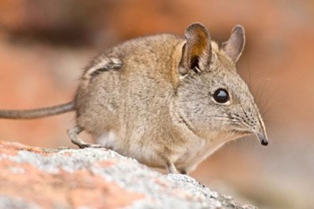 Cape Elephant Shrew Bushmans Kloof South Africa Canvas Art - Ralph H Bendjebar DanitaDelimont (17 x 11)