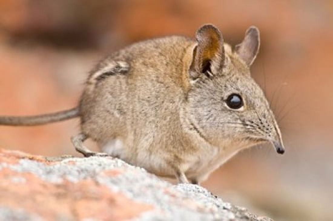 Cape Elephant Shrew Bushmans Kloof South Africa Canvas Art - Ralph H Bendjebar DanitaDelimont (34 x 23)