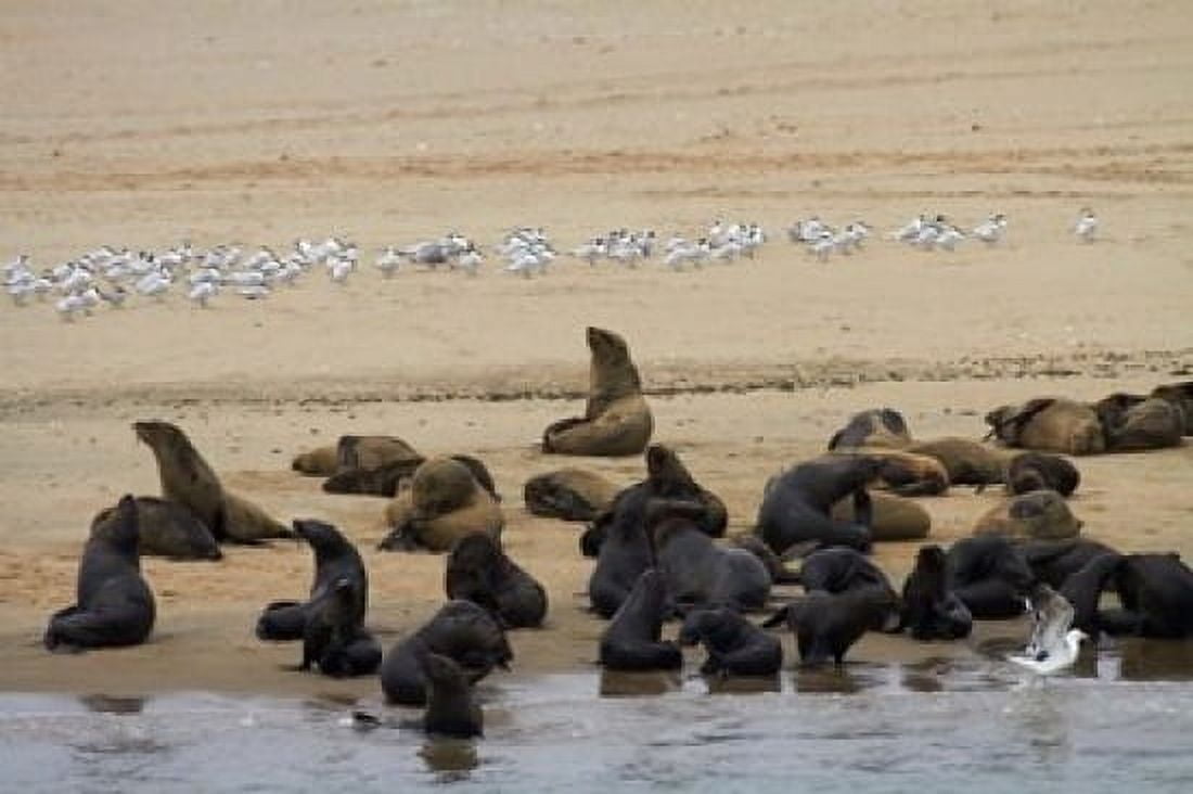 Cape Fur Seal colony at Pelican Point Walvis Bay Namibia Africa Canvas Art - David Wall DanitaDelimont (24 x 15)