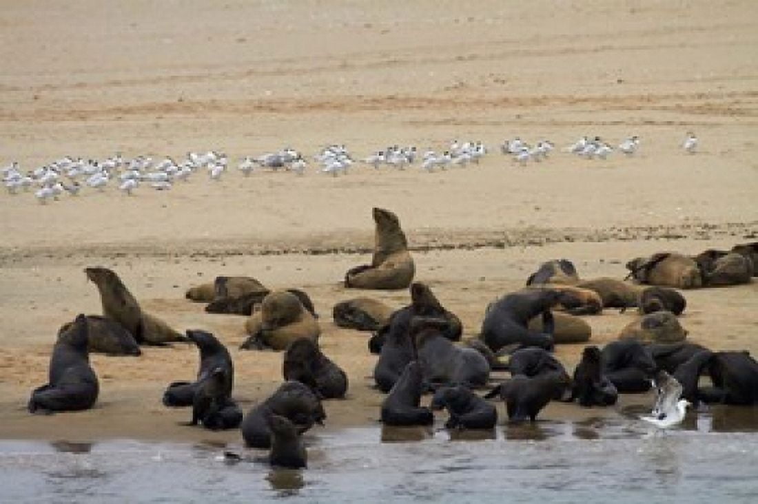 Cape Fur Seal colony at Pelican Point Walvis Bay Namibia Africa Canvas Art - David Wall DanitaDelimont (35 x 24)