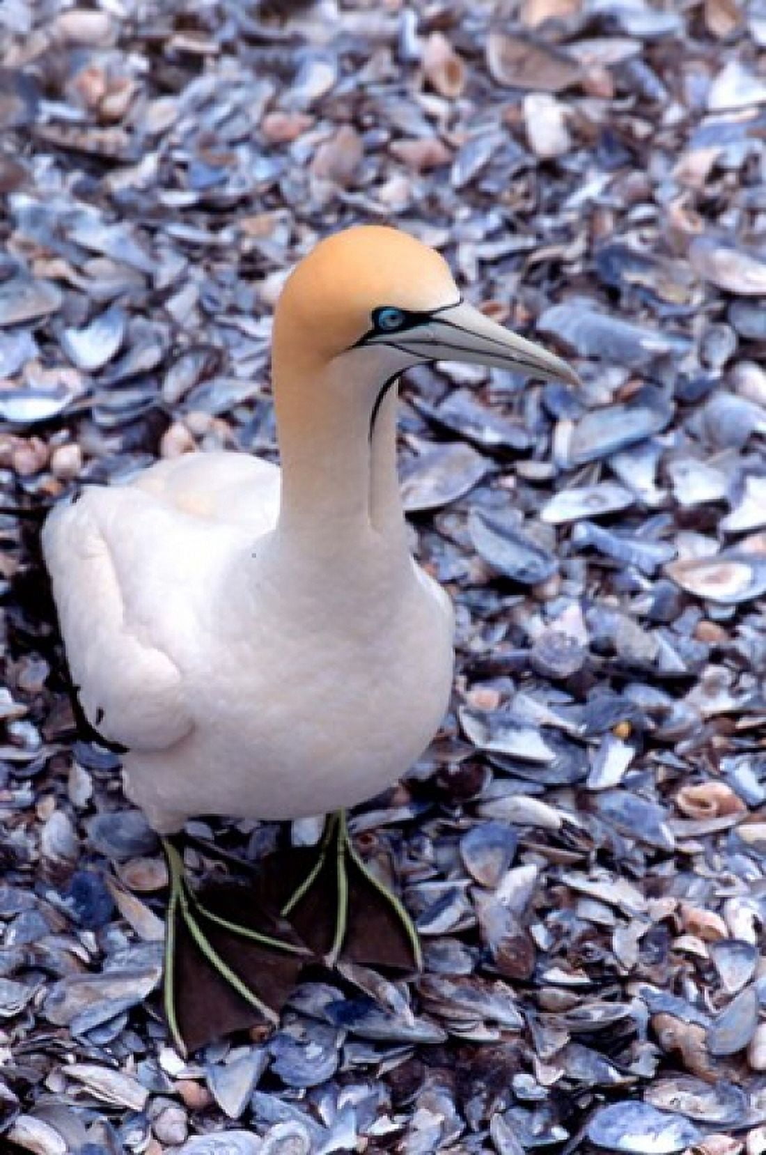 Cape Gannet on the Coast South Africa Canvas Art - Claudia Adams DanitaDelimont (23 x 34)