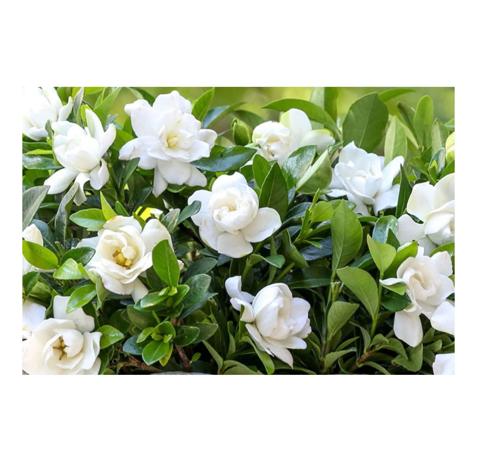 Cape Jasmine Plant Live, Frost Proof Gardenia Plant, 3 to 5 Inc Tall