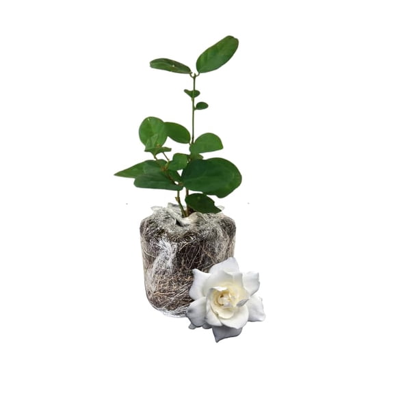 Cape Jasmine Plant Live, Frostproof Gardenia Flowering Vine Plant 4-9 Inch, Climbing Jasmines Well Rooted Houseplant Indoor Outdoor