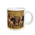 thumbnail image 1 of 3drose, Cape Mountain Zebra, Bushmans Kloof, South Africa-af42 Rbe0022 - Ralph H. Bendjebar, 11oz Mug, 1 of 6