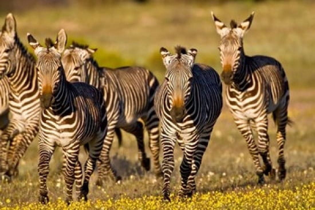 Cape Mountain Zebra Bushmans Kloof South Africa Canvas Art - Ralph H Bendjebar DanitaDelimont (17 x 11)
