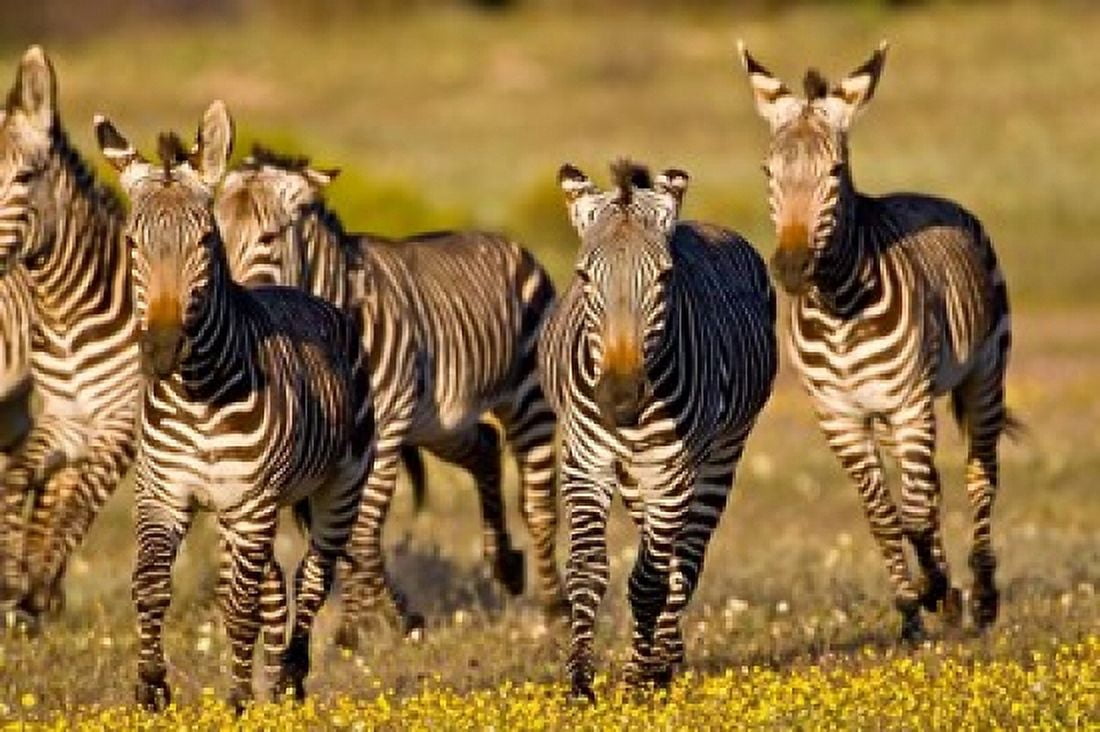 Cape Mountain Zebra Bushmans Kloof South Africa Canvas Art - Ralph H Bendjebar DanitaDelimont (34 x 23)