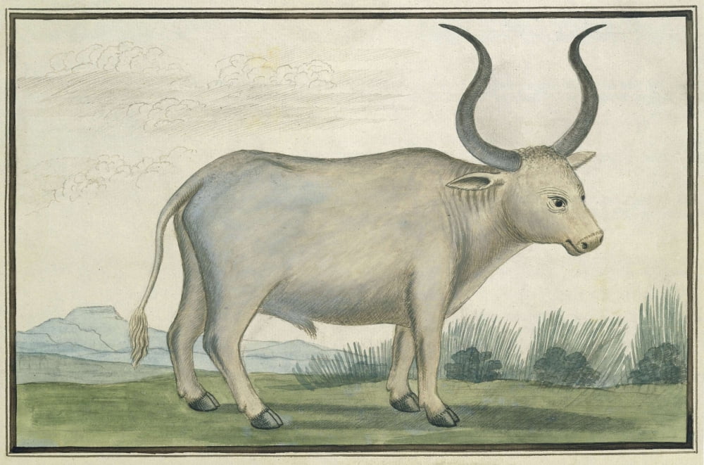 Cape Ox Canvas Art - (24 x 18)