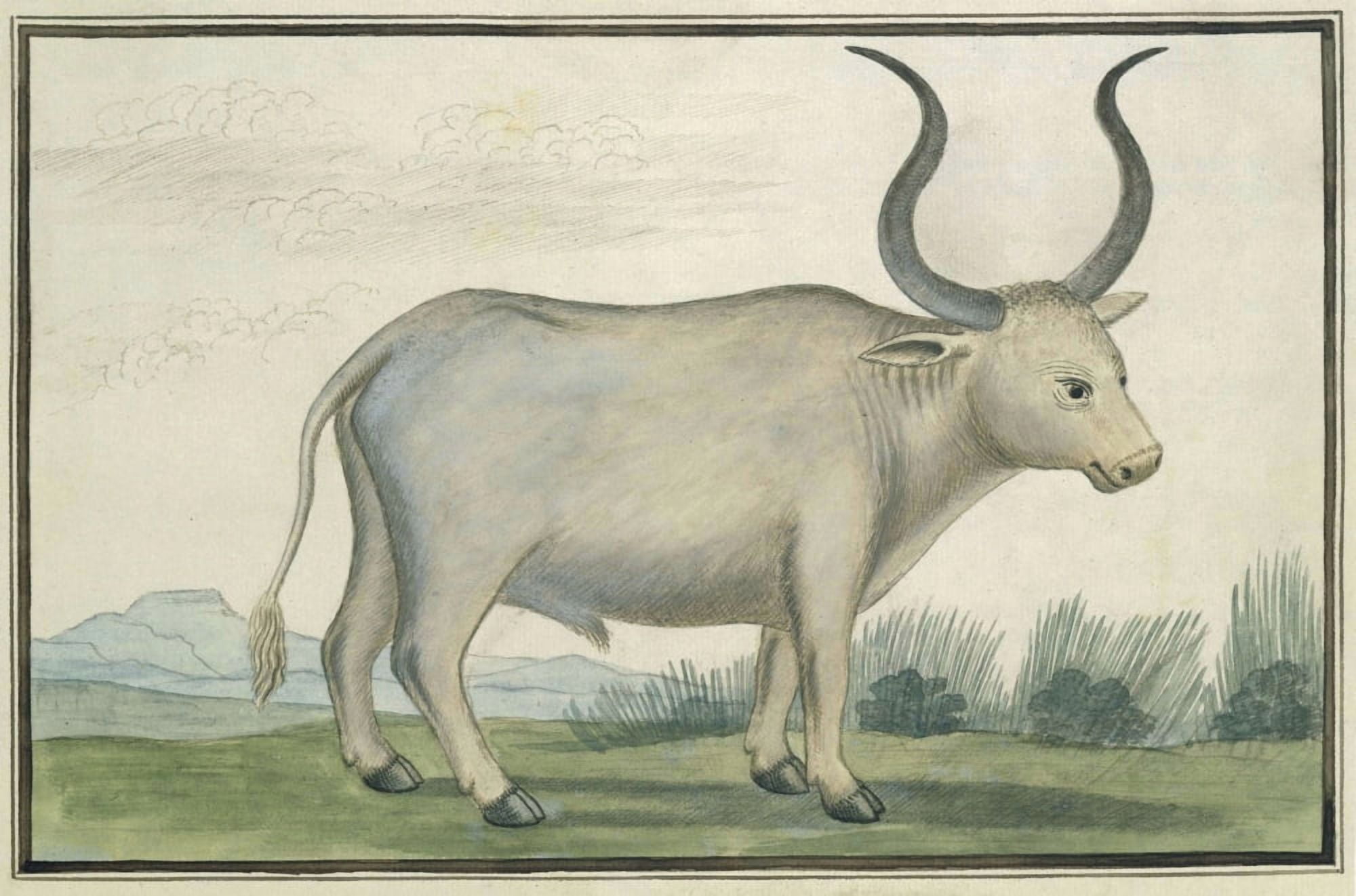 Cape Ox Canvas Art - (36 x 24)