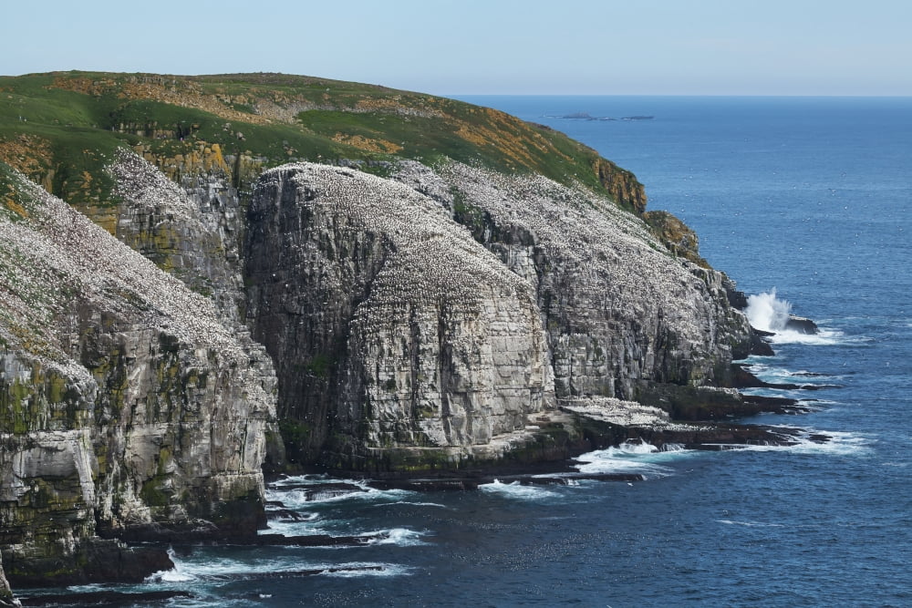 Cape St Marys Ecological Reserve Newfoundland Canada Canvas Art - Carl Bruemmer Design Pics (19 x 12)