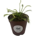 thumbnail image 1 of Cape Sundew 'Alba' (Drosera Capensis) Carnivorous Plant in 2" Pot, 1 of 2