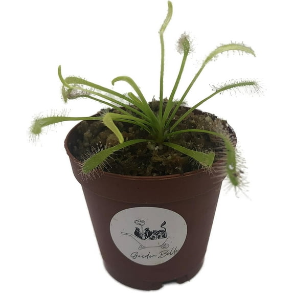 Cape Sundew 'Alba' (Drosera Capensis) Carnivorous Plant in 2" Pot