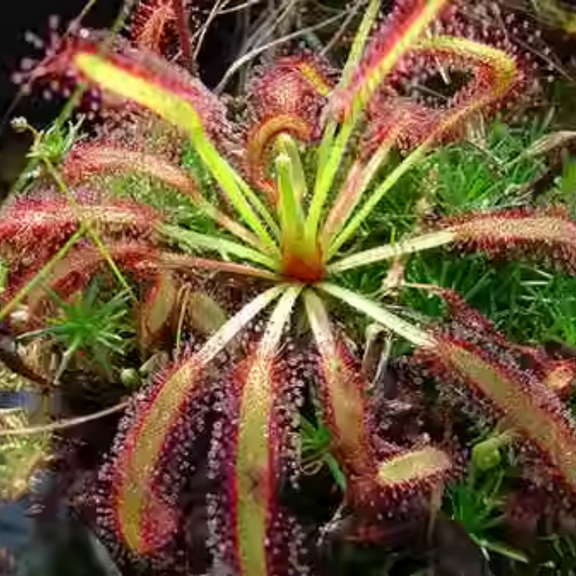 Cape Sundew Drosera Spathulata Live Plant in 3" Pot, Live Sun Dew Plant Terrarium, Grown from Seed for Planting