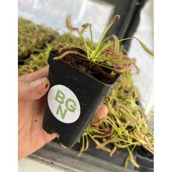 Cape Sundew - Drosera capensis - Live Carnivorous Plant