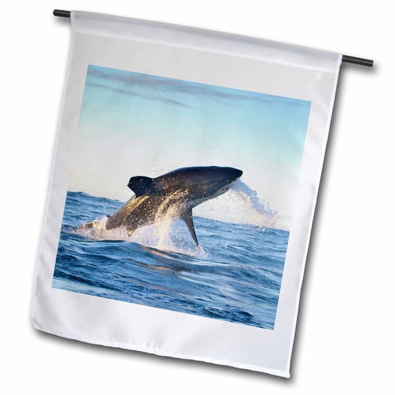 3dRose, Cape Town, Great white shark moves to strike a seal-AF42 BJA0006 - Janyes Gallery, 12 x 18 inch Garden Flag