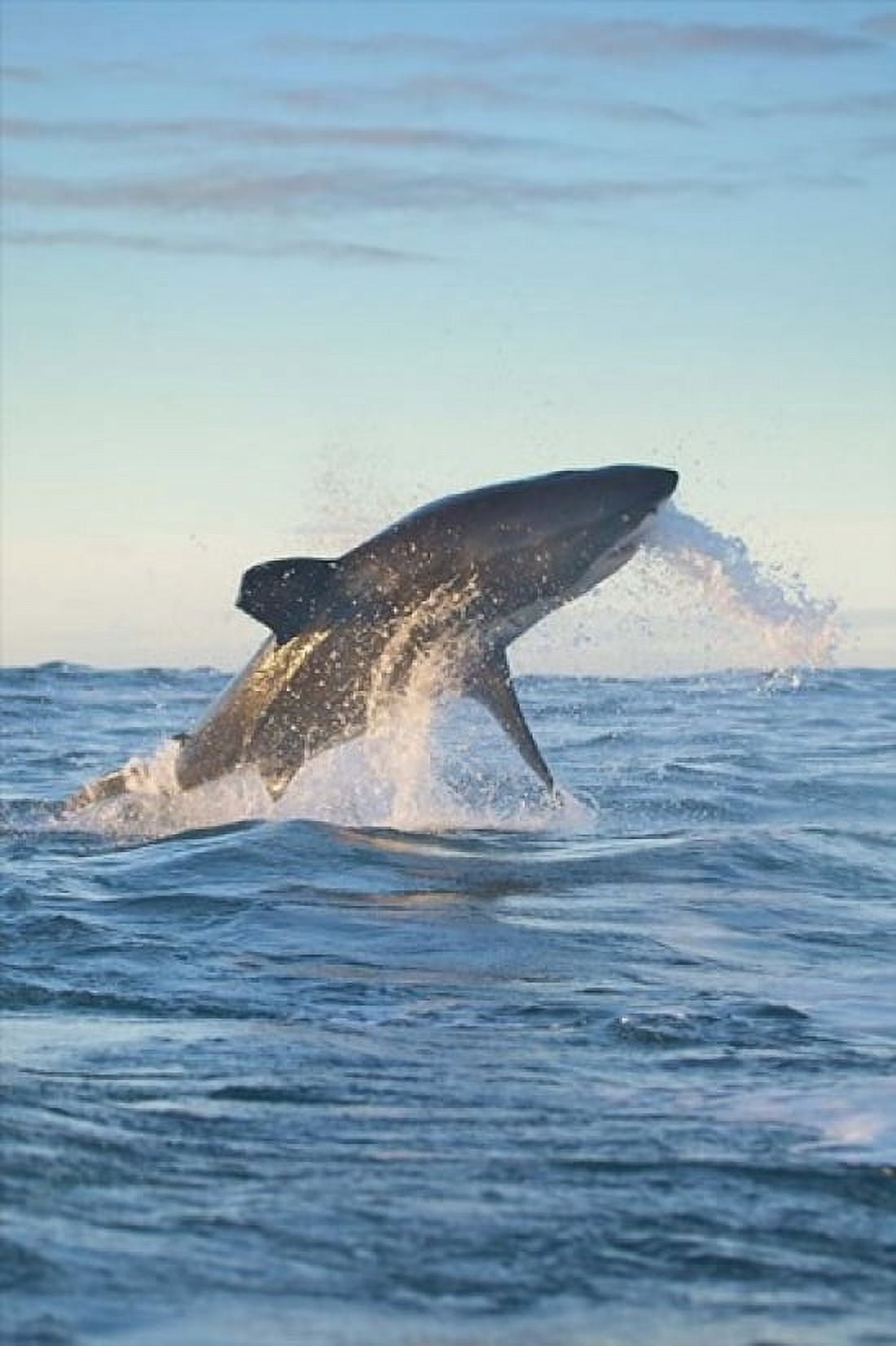 Cape Town Great white shark moves to strike a seal Canvas Art - Jaynes Gallery  DanitaDelimont (11 x 17)