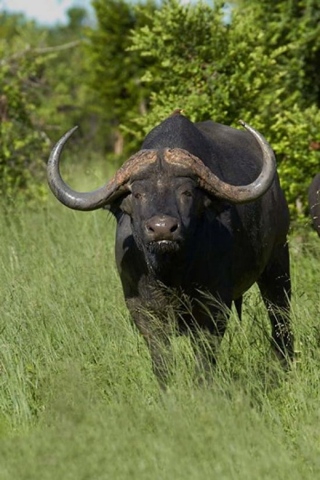 Cape buffalo Hwange National Park Zimbabwe Africa Canvas Art - David Wall DanitaDelimont (24 x 35)