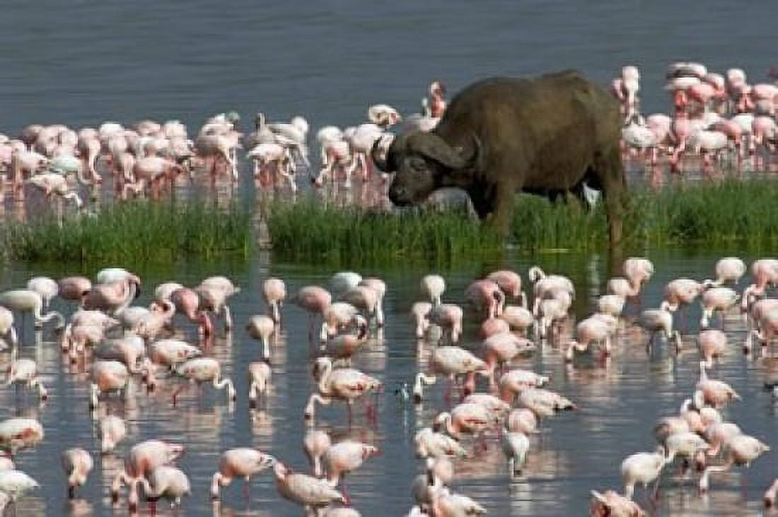 Cape buffalo and lesser flamingos Canvas Art - Panoramic Images (16 x 11)
