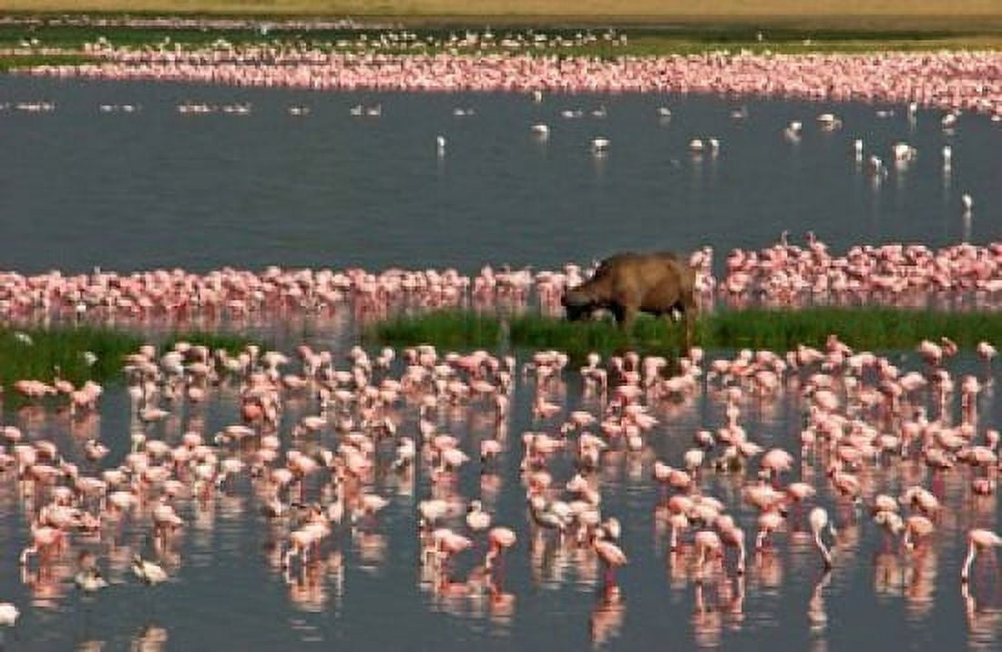 Cape buffalo and lesser flamingos Canvas Art - Panoramic Images (36 x 24)